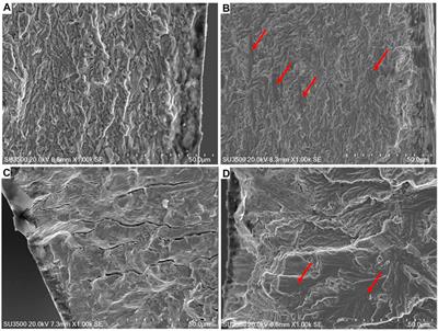 Fatigue Behavior of Super Duplex Stainless Steel Exposed in Natural Seawater Under Cathodic Protection